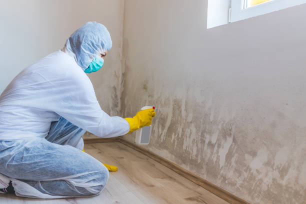 Licensed Mold Remediation service in Henderson, NC - Mold Remediation HQ
