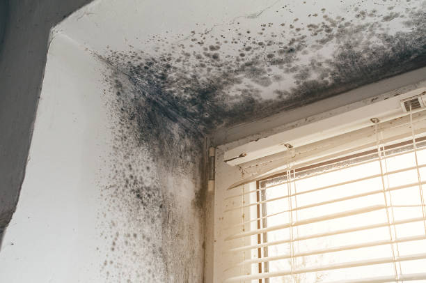 Affordable Mold Remediation solutions in Henderson, NC